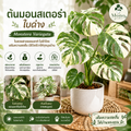 ต้นมอนสเตอร่า ใบด่าง
