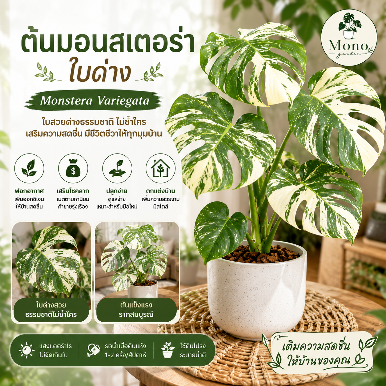 ต้นมอนสเตอร่า ใบด่าง