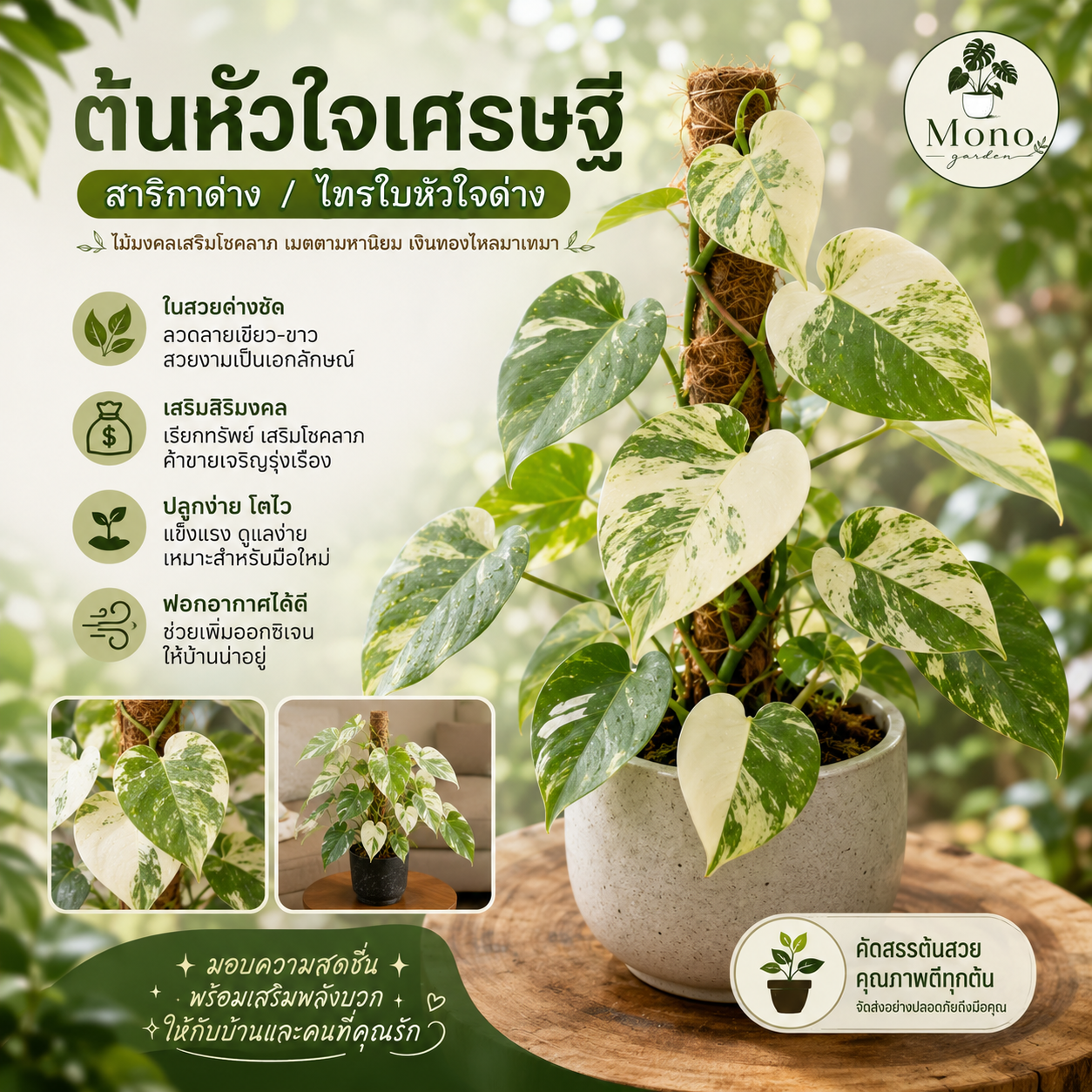 ต้นหัวใจเศรษฐี สาริกาด่าง/ไทรใบหัวใจด่าง