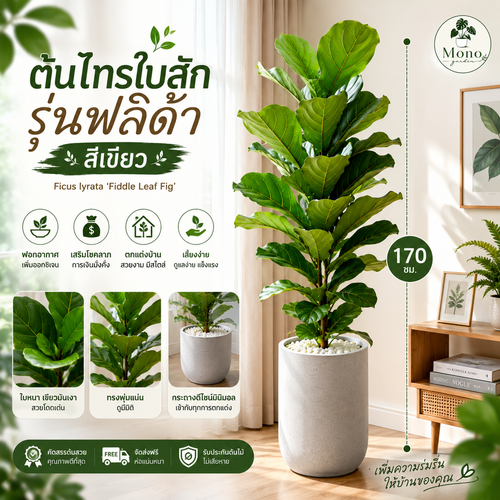 ต้นไทรใบสัก รุ่นฟลิด้า 170 ซม.